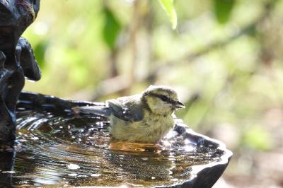 Cyanistes caeruleus