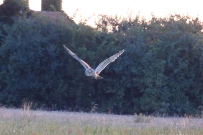 Hibou moyen-duc