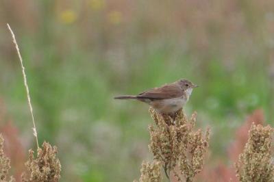 Fauvette grisette