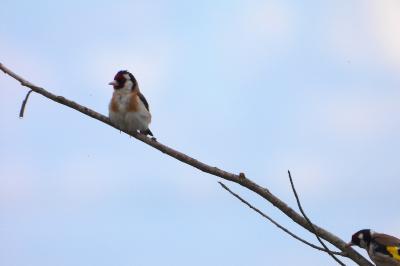 Chardonneret élégant