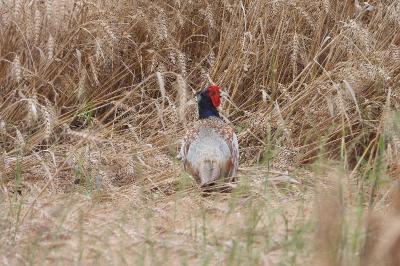 Phasianus colchicus