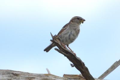Moineau domestique