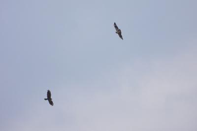 Buse variable