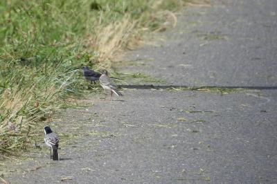 Motacilla alba alba