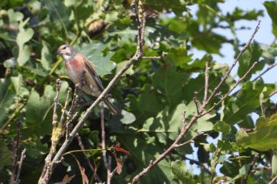 Linotte mélodieuse