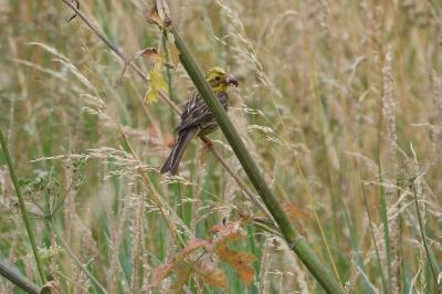 Bruant jaune