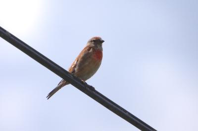 Linotte mélodieuse