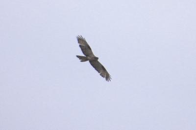 Buse variable