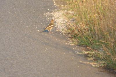 Fringilla coelebs