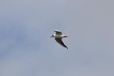 Mouette rieuse