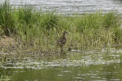 Canard colvert