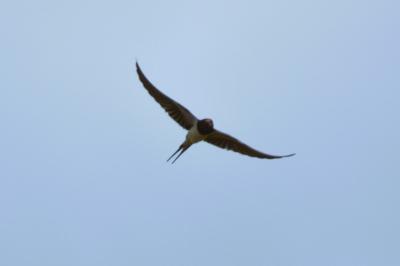 Hirondelle rustique