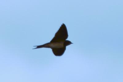 Hirondelle rustique