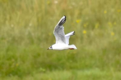 Mouette rieuse