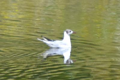 Mouette rieuse