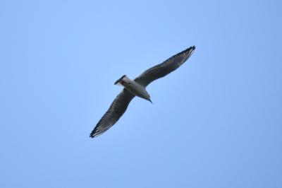 Mouette rieuse