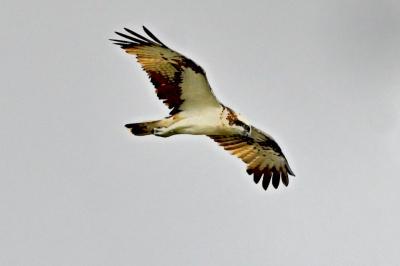 Balbuzard pêcheur