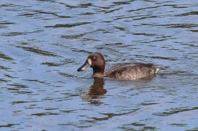 Fuligule morillon