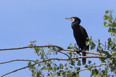 Grand Cormoran