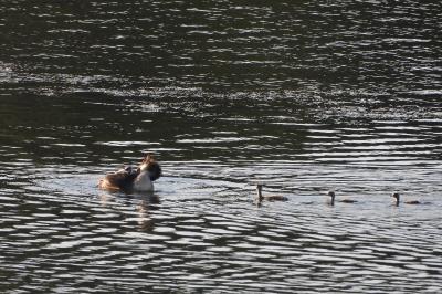 Podiceps cristatus