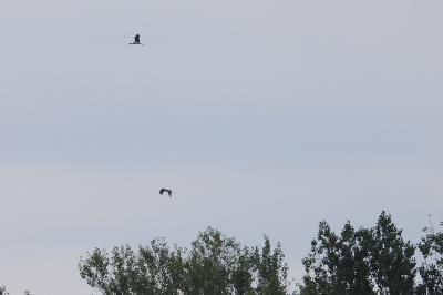 Cigogne noire
