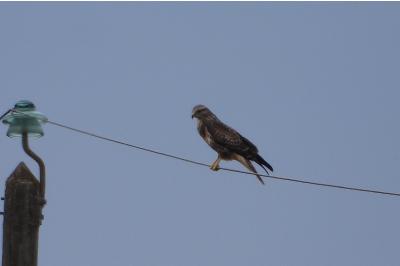 Buse variable