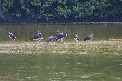 Cigogne noire