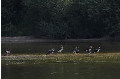 Cigogne noire