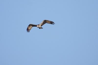 Balbuzard pêcheur