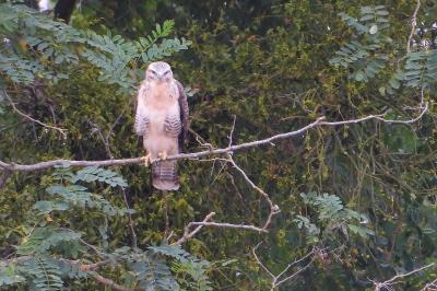 Buse variable