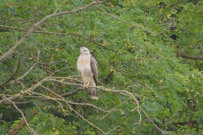 Buse variable