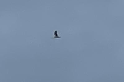 Cigogne blanche