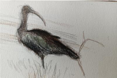 Ibis falcinelle