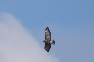 Buse variable