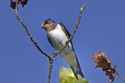 Hirundo rustica