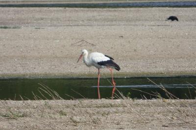 Cigogne blanche