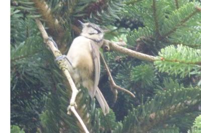 Mésange huppée