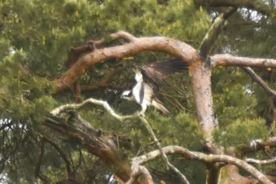 Balbuzard pêcheur