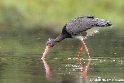 Cigogne noire