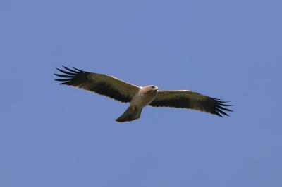 Accipitridae