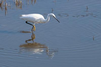 Egretta garzetta