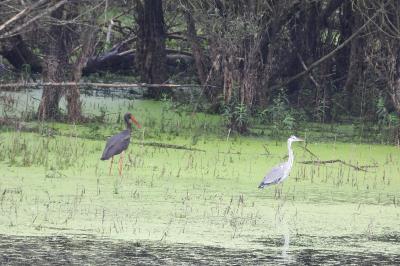 Cigogne noire