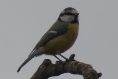 Mésange bleue