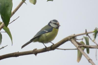 Mésange bleue