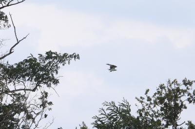 Balbuzard pêcheur