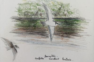 Guifette leucoptère