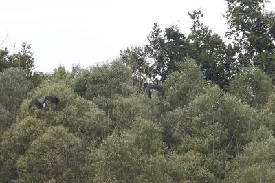 Cigogne noire