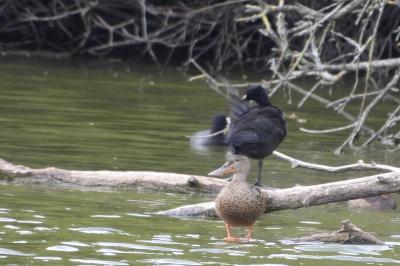 Canard souchet