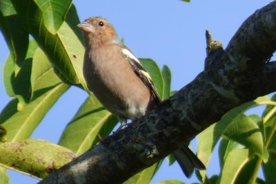 Pinson des arbres