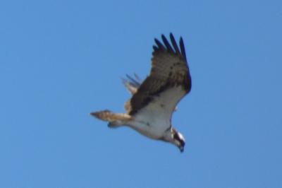 Balbuzard pêcheur